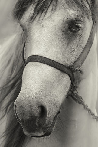 Horse Portrait
