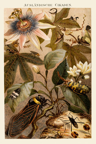 Botanical Insect Print