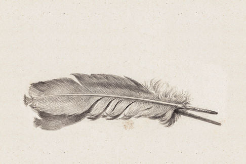 Drawing of a Feather Print