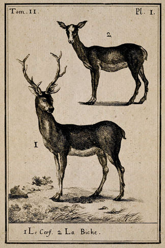 Tom Deer Plate Print