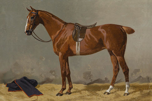 Brown Horse with Saddle Print
