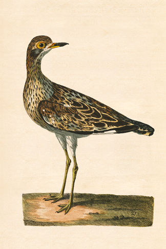 English Birds - Norfolk Plover Print