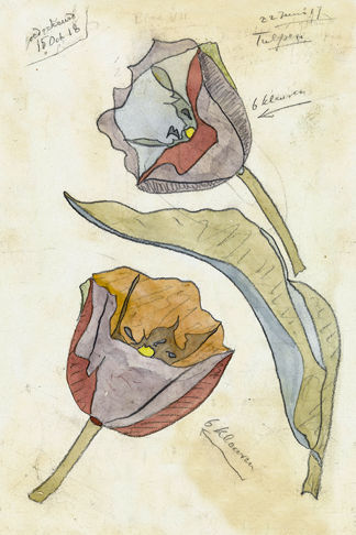 Two Tulips Drawing and Watercolor Print