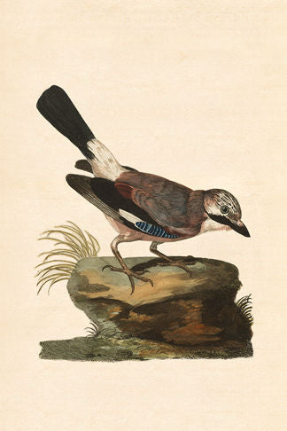English Birds - Jay Print
