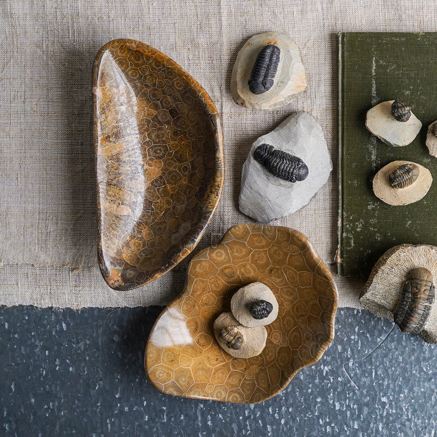 Coral Fossil Bowl