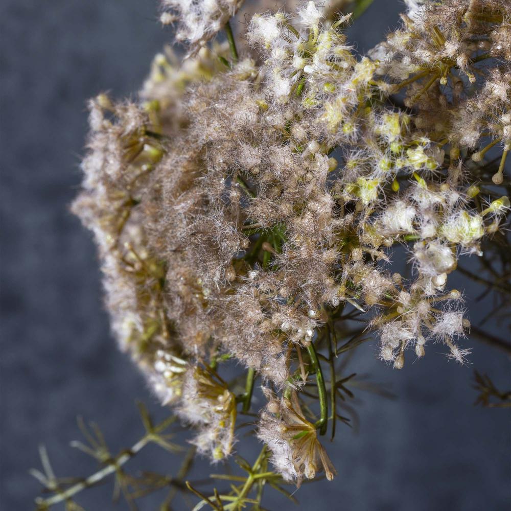 ARTIFICIAL QUEEN ANNE'S LACE, BLUSH