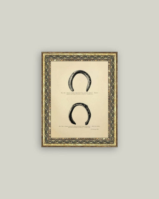 Horse Shoe Study