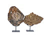 Petrified Wood on Iron Stand-Large