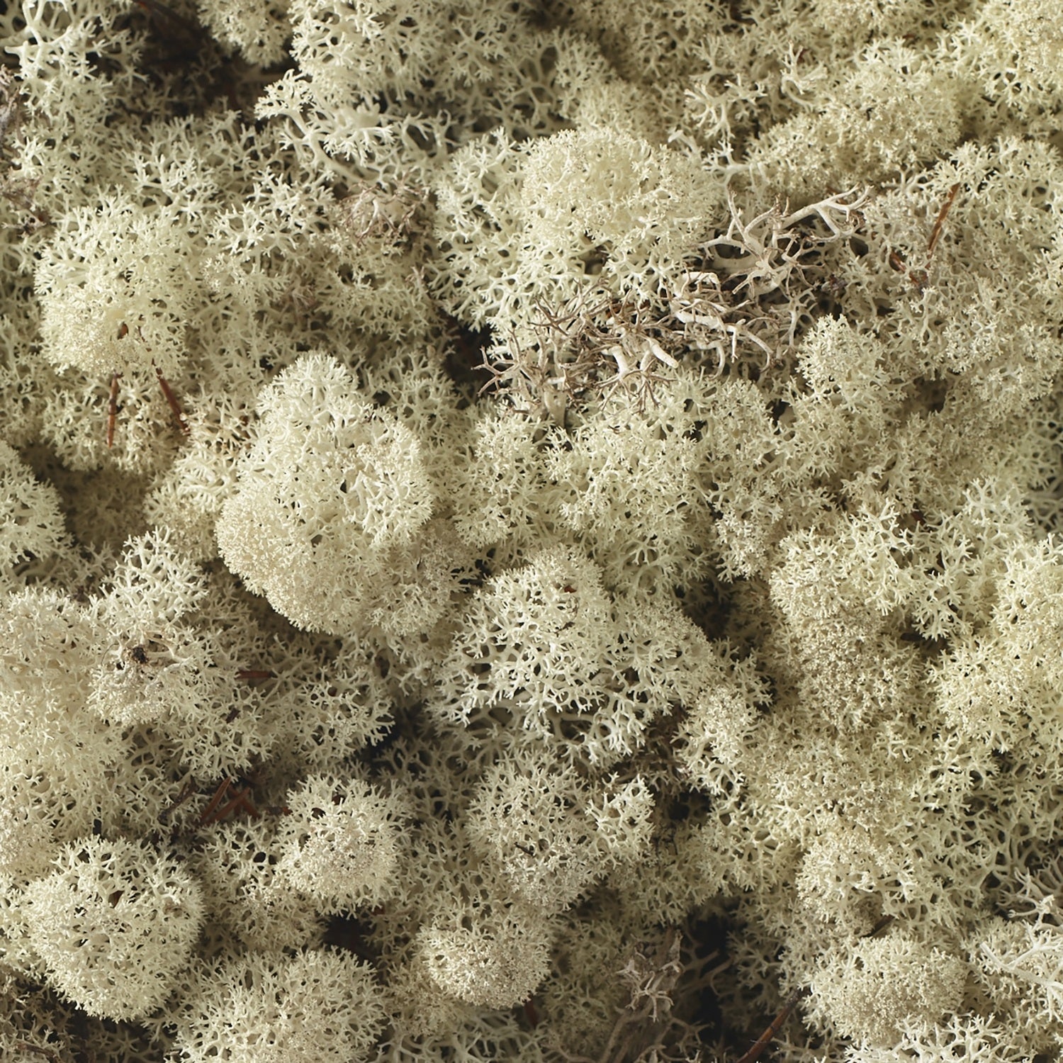 Soft and natural Reindeer Moss is the classic and best-selling accessory you will reach for time and again for all your Terrarium design or plant and floral design needs.