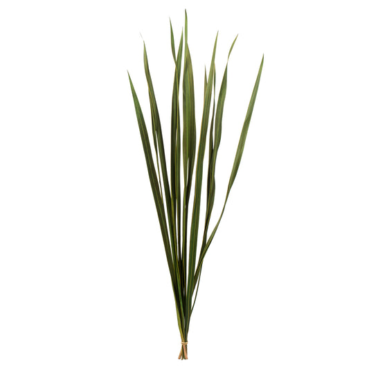 Snake Grass