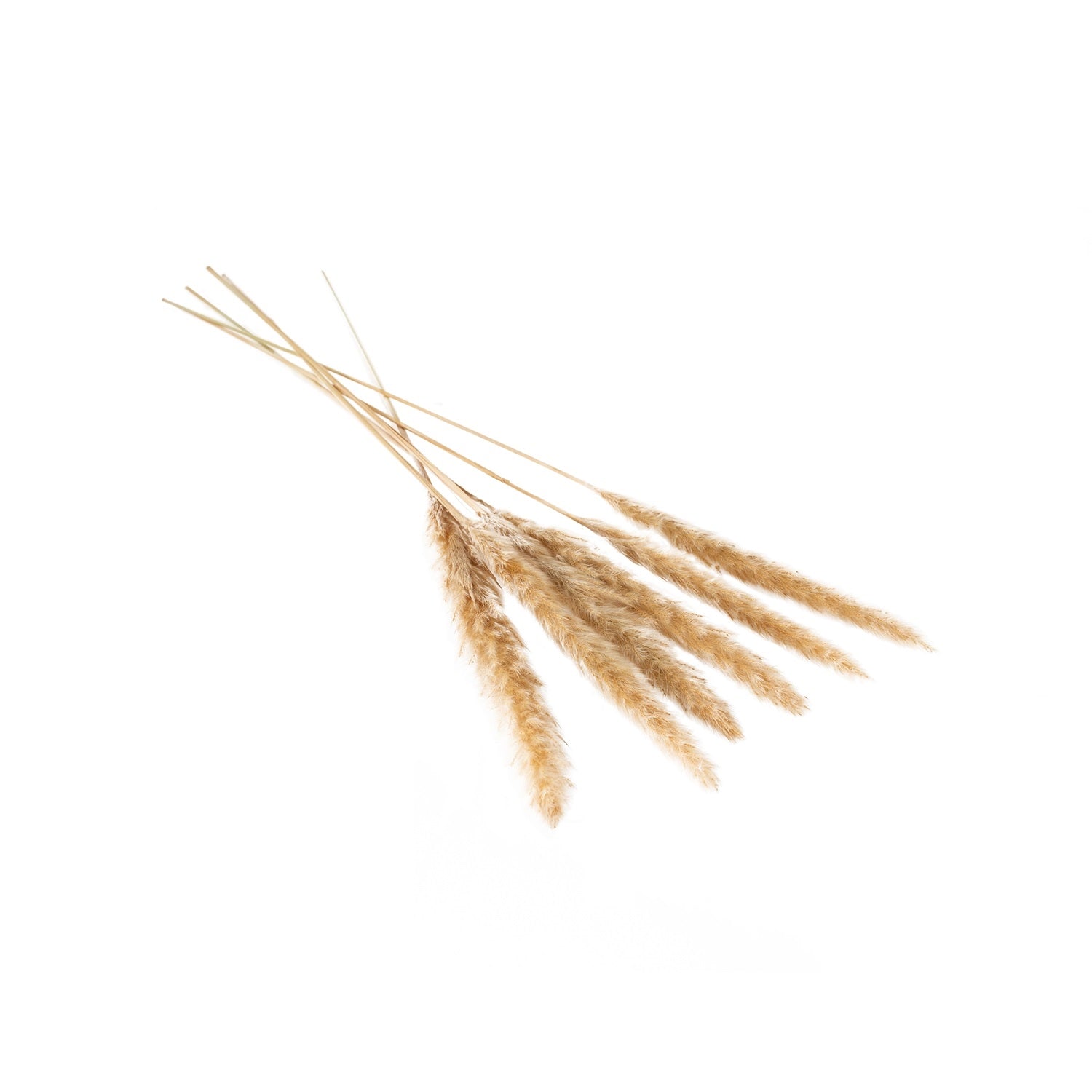 A smooth and fluffy dried pampas grass in white or tan perfect to make that special statement to any room or center piece. These stems are 25.5"-28" tall and can be cut to fit any desired length. Comes in two colors; white and tan. Sold as a pack of 6 stems.