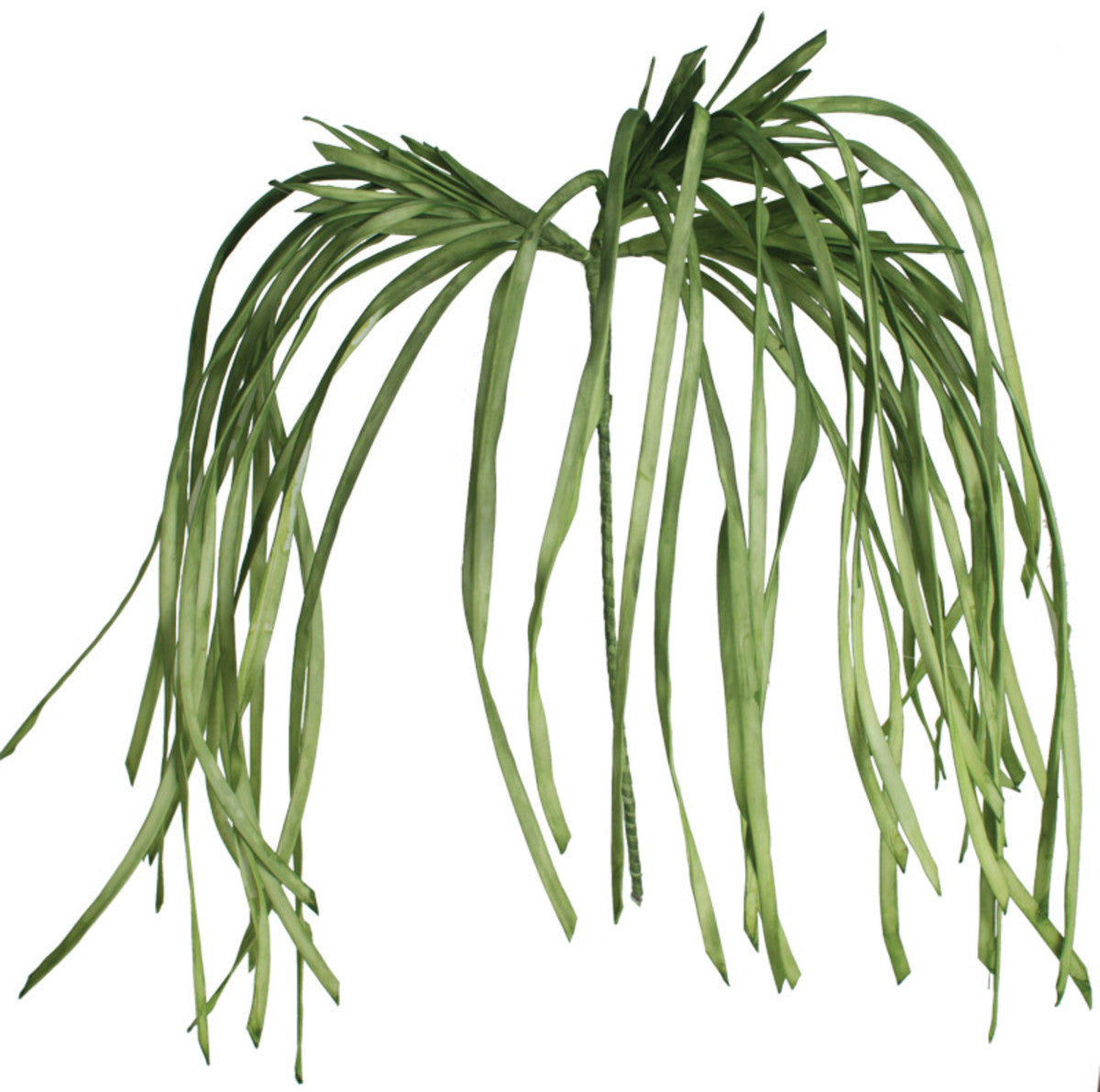 A Green Soft Flowing Grass Botanica Stem perfect to offer an overflowing effect to any arrangement or by itself for a unique centerpiece.
