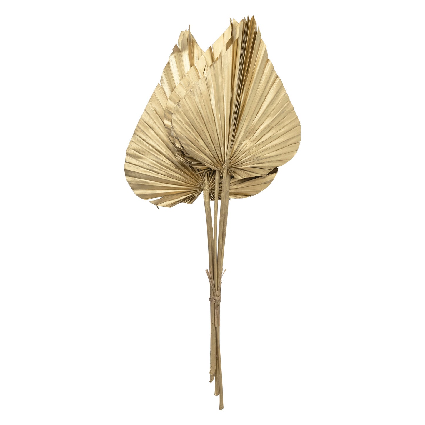 Dried Natural Spear Cut Palm, Gold Finish