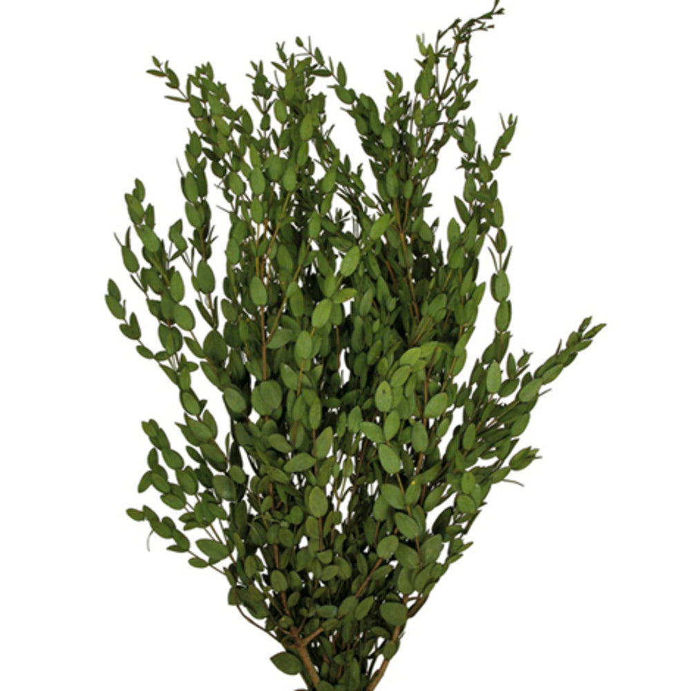 12-32" Green Parvafolia Stem