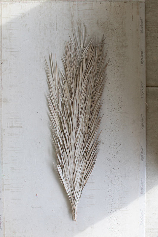 Frosted Natural Date Palm Leaves are natural in tone with a light frosting and add the perfect tropical feel.  Add to a tall vase or pottery or add a unique wall arrangement.  Each Leaf is 44"t min.  Pricing is for one leaf stem.