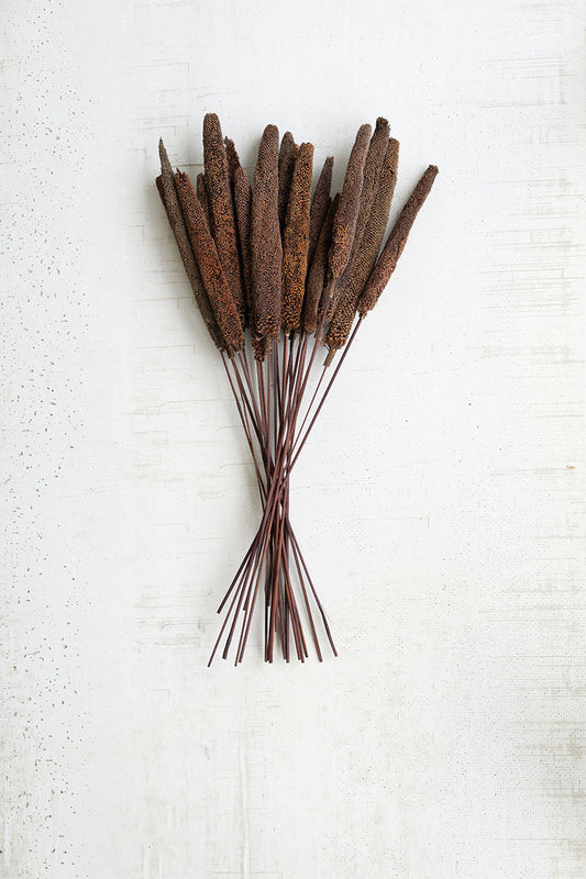Naturally rich, brown tones in these dried cattails which bring your summer visit to the pond back home.  Each cattail is 8"t.  Pricing is for each bundle of 3-4 cattails.  Picture is a bundle of 20.  Perfect in an arrangement by themselves or add some summer flowers for a colorful display.