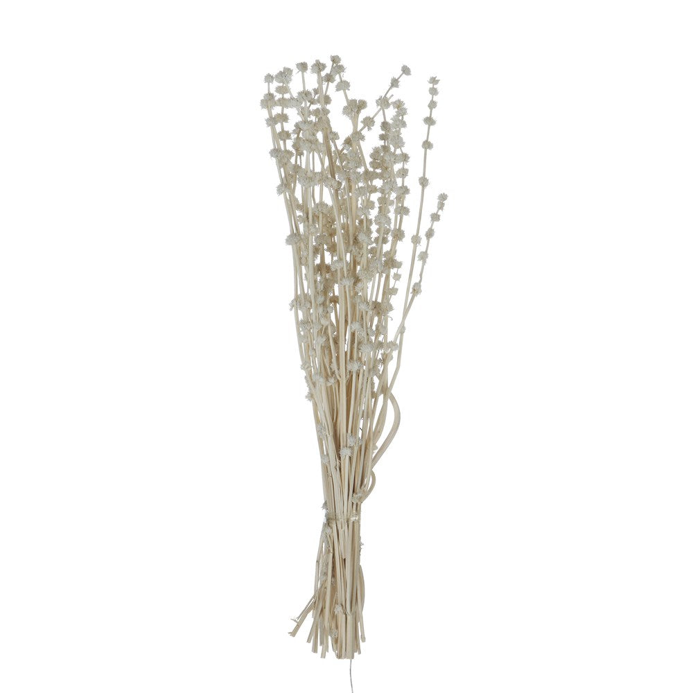 The 19-1/2"H Dried Natural Lion's Tail Bunch with a White finish is perfect to add a special softness to your arrangements.