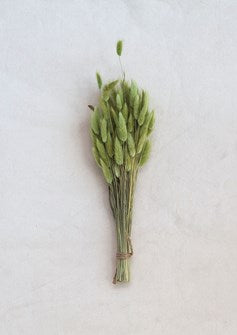 15-3/4"H Dried Natural Bunny Tail Grass Botanical Bunch in Green color.