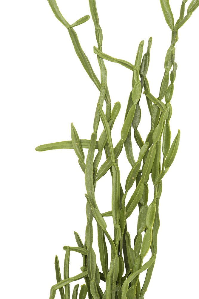 The 41"H Faux Succulent Pick Botanical adds the year round green to your arrangement. Add to your favorite basket or across your mantle or table for a special accent.