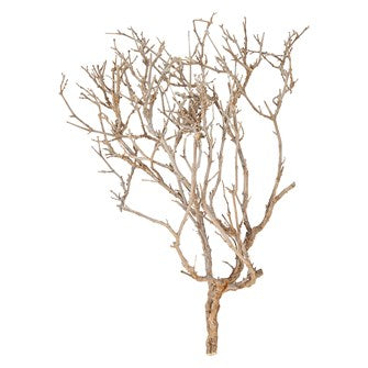 Light and Textured is the approximately 11"L Dried Natural Justicia Sea Bush and makes an tropical statement to any decor.
