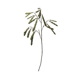 Make a statement with these 49"H Faux Pod Stems.  We call them edamame and are a fun and elegant botanical to any vase.  Seed pods are soft and will droop.