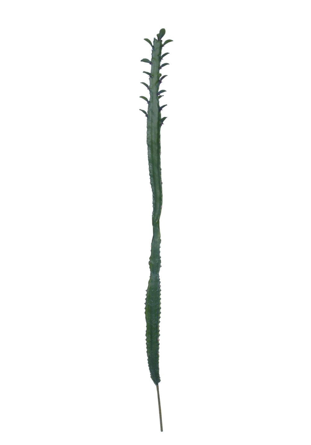 Single Cactus Faux Stem in green tropical rich color.  Each stem is 36 inches tall.