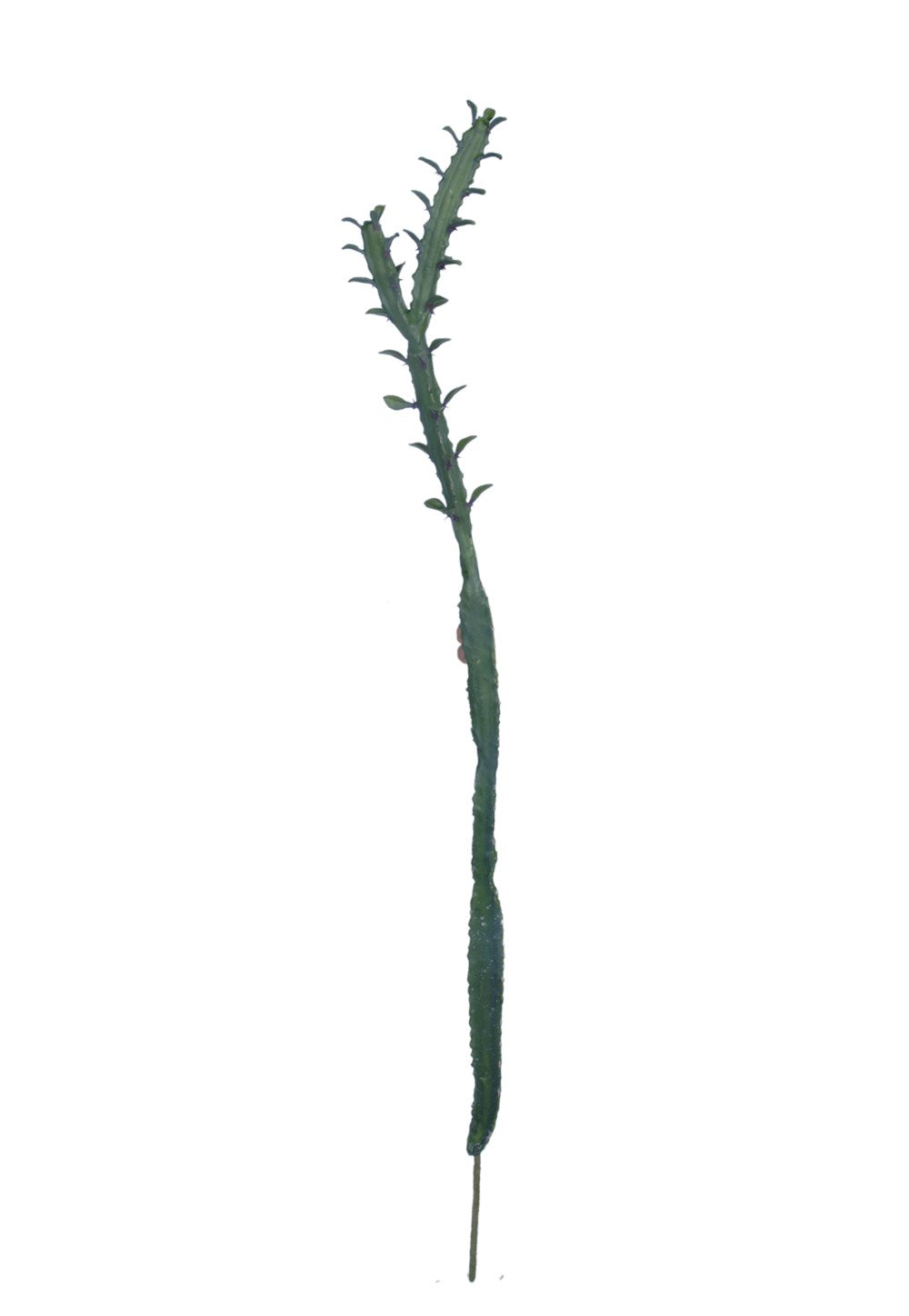 Single Cactus Faux Stem in green tropical rich color with one leaf split.  Each stem is 41 inches tall.
