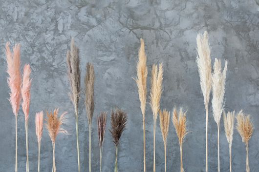 Pampas Grass 47"x53"